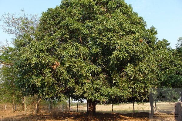 Фото дерево манго