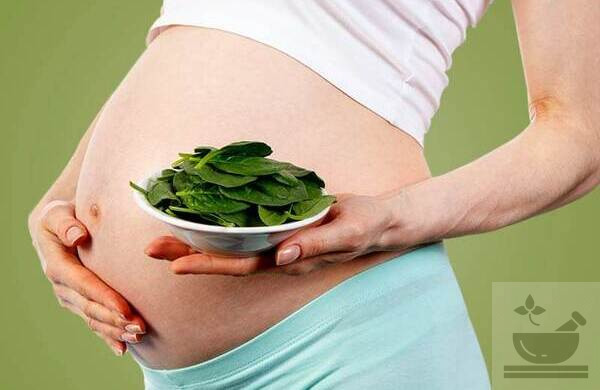 Употребление шпината беременным