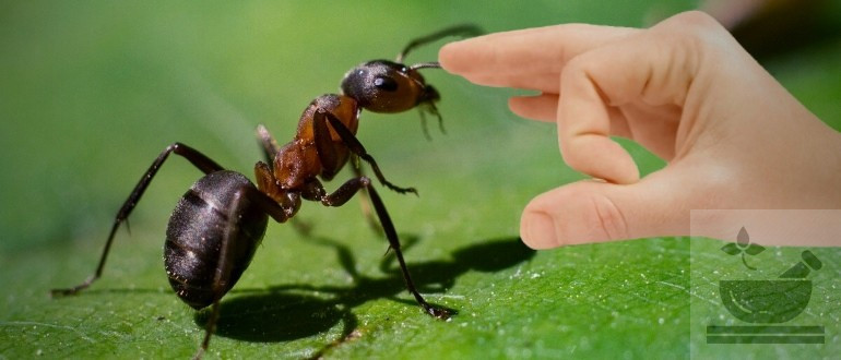 Как избавиться от муравьев народными средствами в доме