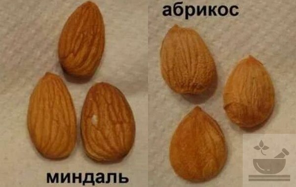 Разница между абрикосовой косточкой и миндалем